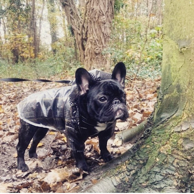 Regenjas voor bulldogs