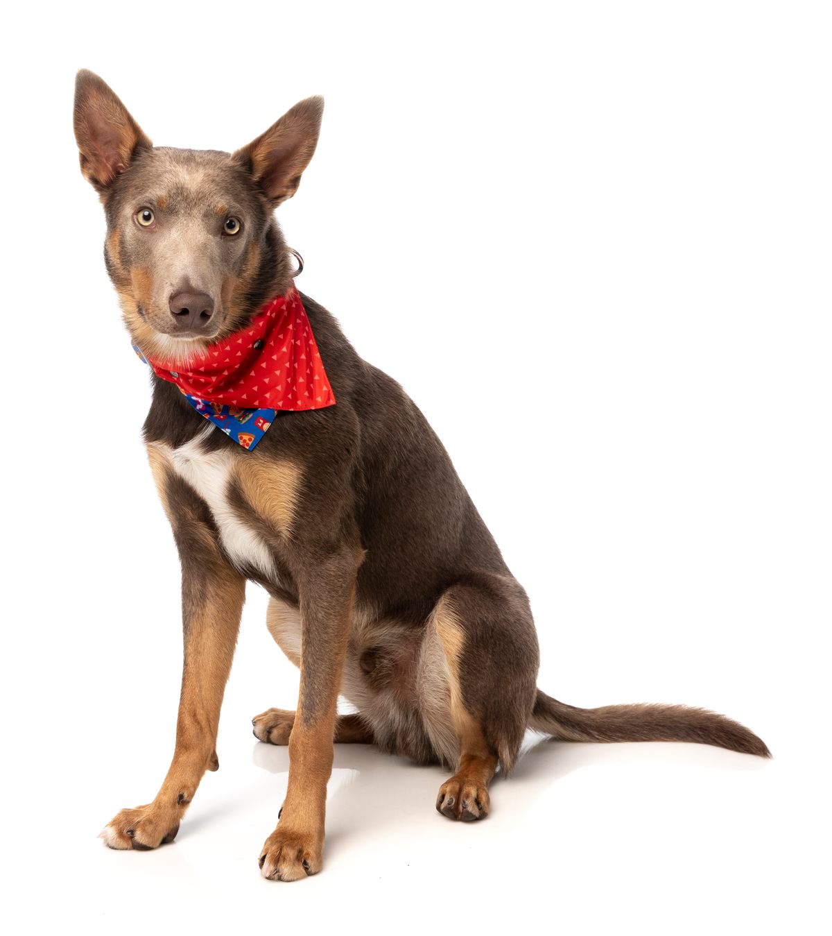 FuzzYard Bandana Fastfood | Hondenkleding | FuzzYard Bandana Fastfood