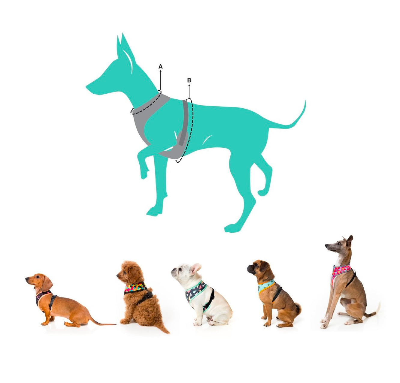 Hondentuig Biggie Smiles