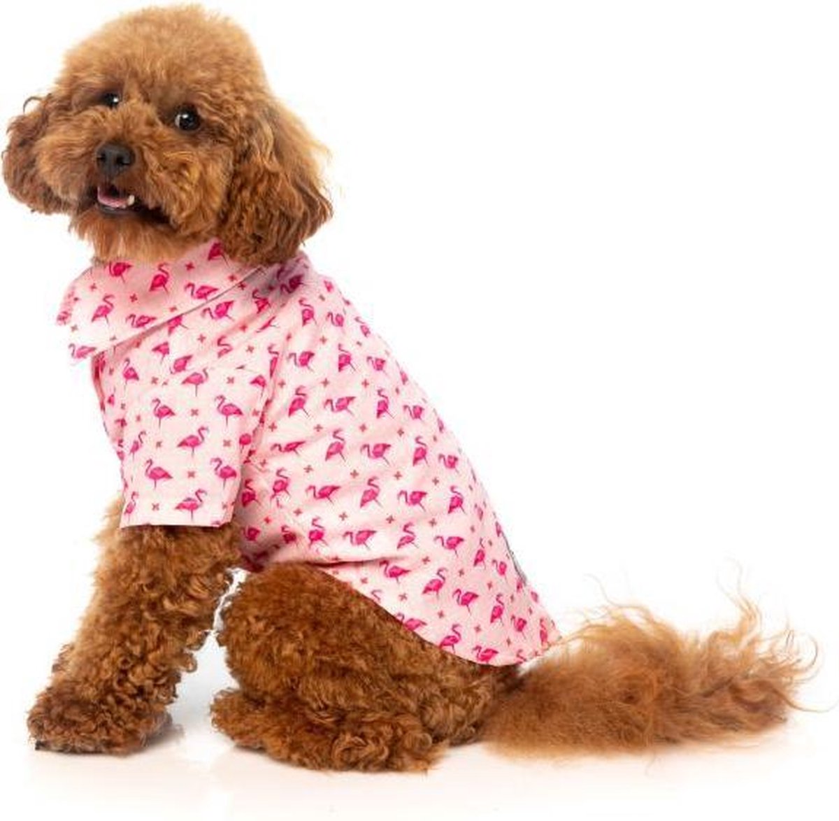 Shop online hondenkleding, hondentrui of hondenshirt en de leukste accessoire voor jou favoriete viervoeter.